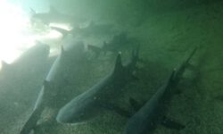 DCIM100GOPROGOPR2777.JPG