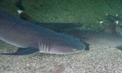 DCIM100GOPROGOPR2799.JPG